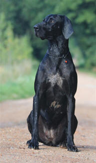 Deutsch Kurzhaar Puppies
